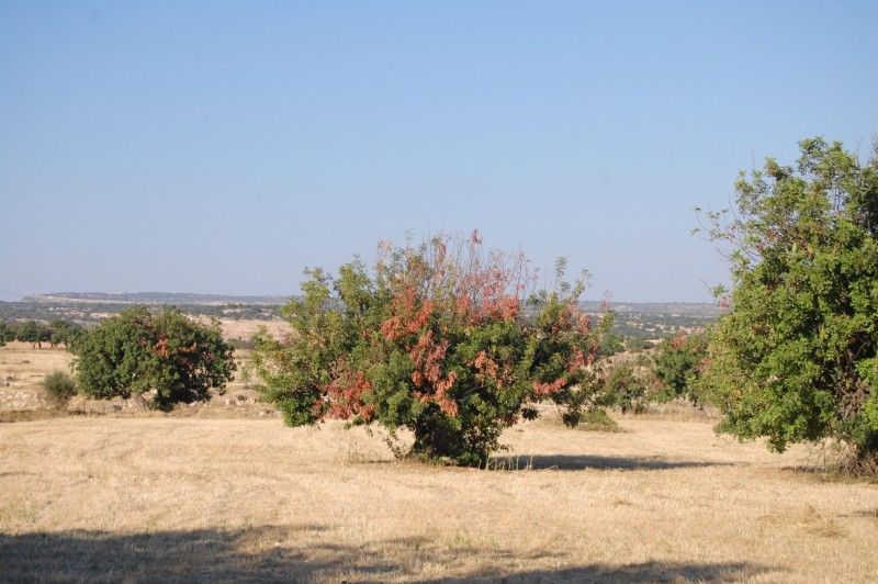 Χαρουπιά στην περιοχή της Ανώγυρας με εμφανή ξήρανση κλάδων λόγω προσβολής της από την ποντίκα (Φωτογραφία: Μενέλαος Σταυρινίδης, AgroLIFE project)   